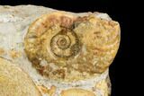 Two Ammonite Fossils In Rock - Boulmane, Morocco #122439-1